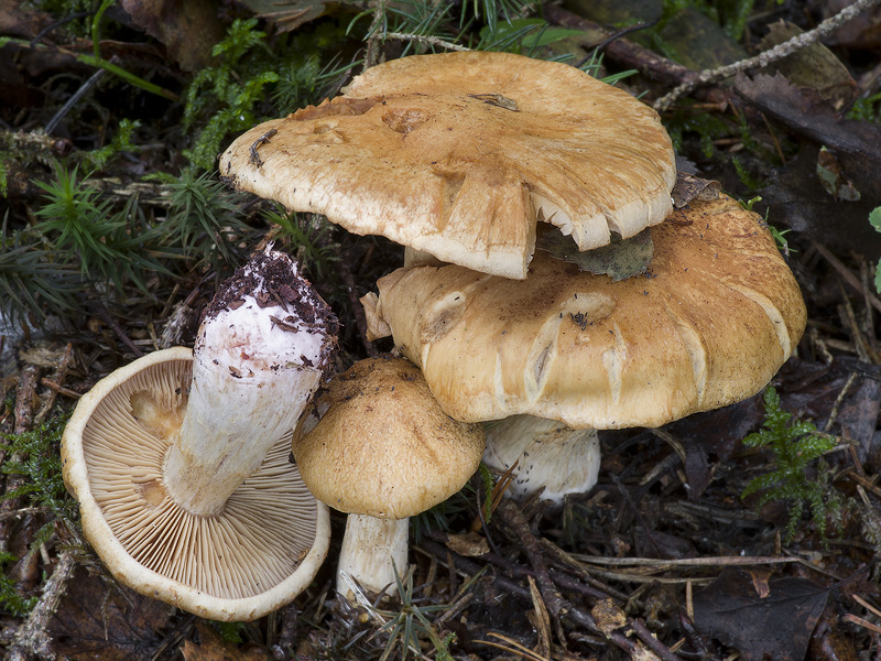 Cortinarius turmalis